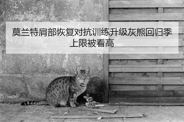 莫兰特肩部恢复对抗训练升级灰熊回归季上限被看高